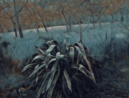 Agave, pianta di misteri e leggende